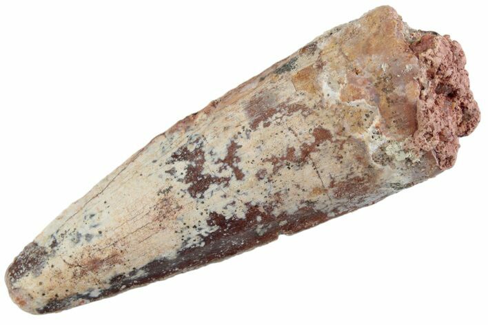Fossil Spinosaurus Tooth - Feeding Worn Tooth #368140